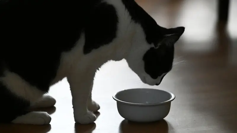 🚨 ¡Alerta para dueños de gatos! 🐱 Estudio revela tóxicos en el 99% de los alimentos felinos