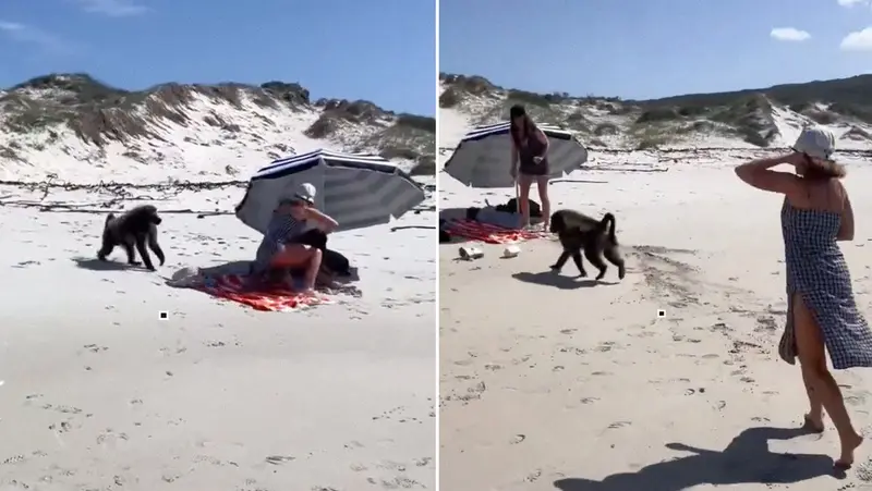 🐒🌊¡El rey del caos! Babuino invade playa de Maracaibo y turistas pierden la calma en video viral