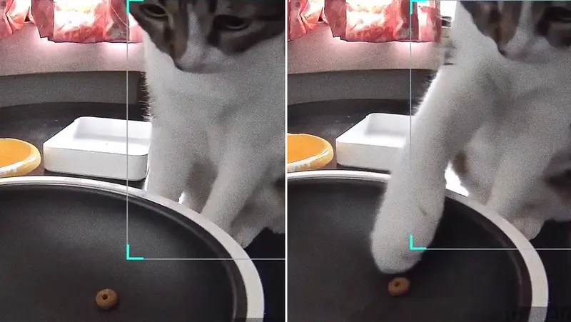 🐱🎬 *¡Gato en Maracaibo se convierte en viral por su reacción ante el 'fast food' de su comedero automático!* 🍗😂
