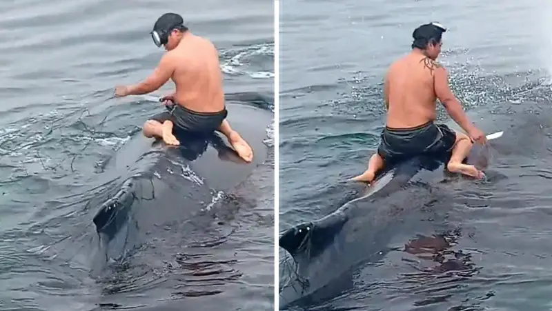 🐋🌊 ¡Impactante! Pescador se monta sobre una ballena en el mar para liberarla de las redes 🎥🙌
