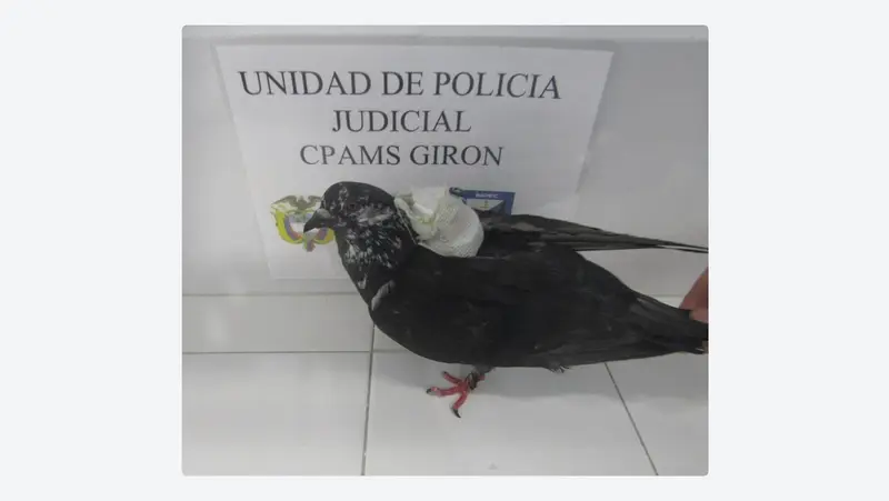 🕊️🚨 ¡Increíble! Paloma mensajera de lo prohibido descubierta en prisión colombiana 🇨🇴