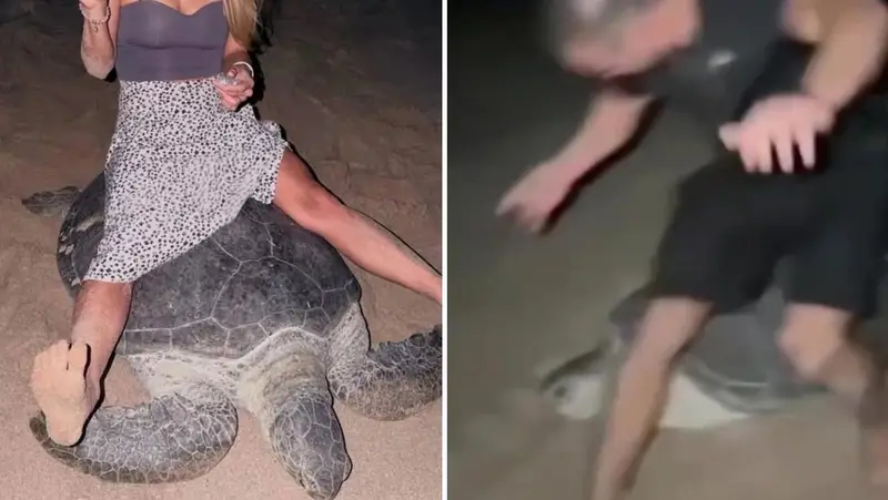🐢💔 Indignación en Omán: Turistas ucranianos montan tortuga marina en peligro de extinción 🇵🇦🚨