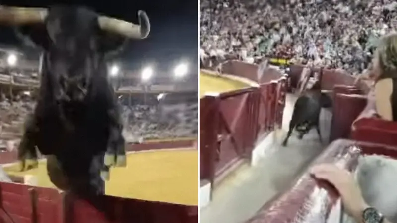 🐂💥 ¡Terror en Murcia! Toro de 500 kg salta barrera en plena corrida y siembra el pánico 🎥