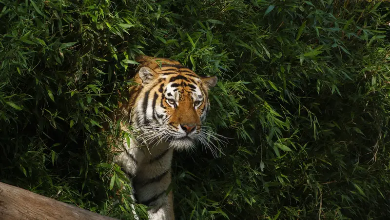 🐯💔 Tragedia en Yorkshire Wildlife Park: Un tigre de Amur mata a un intruso en su hábitat