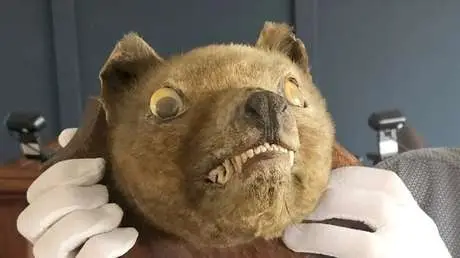 Vendedores casi se desmayan por una subasta: 'cabeza de zorro' resultó ser de una especie extinta muy codiciada