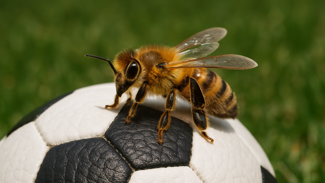 VIDEO: Jugadores, árbitros y camarógrafos se tumban en el suelo para escapar de un enjambre de abejas