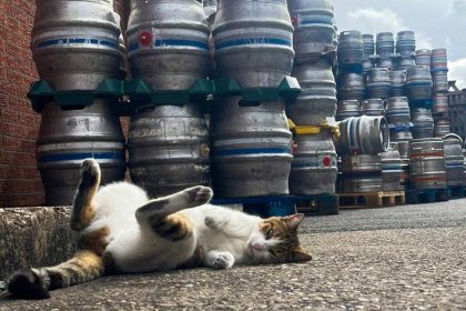 "No parece un mal lugar para empezar": gato recorre decenas de kilómetros para visitar un pub