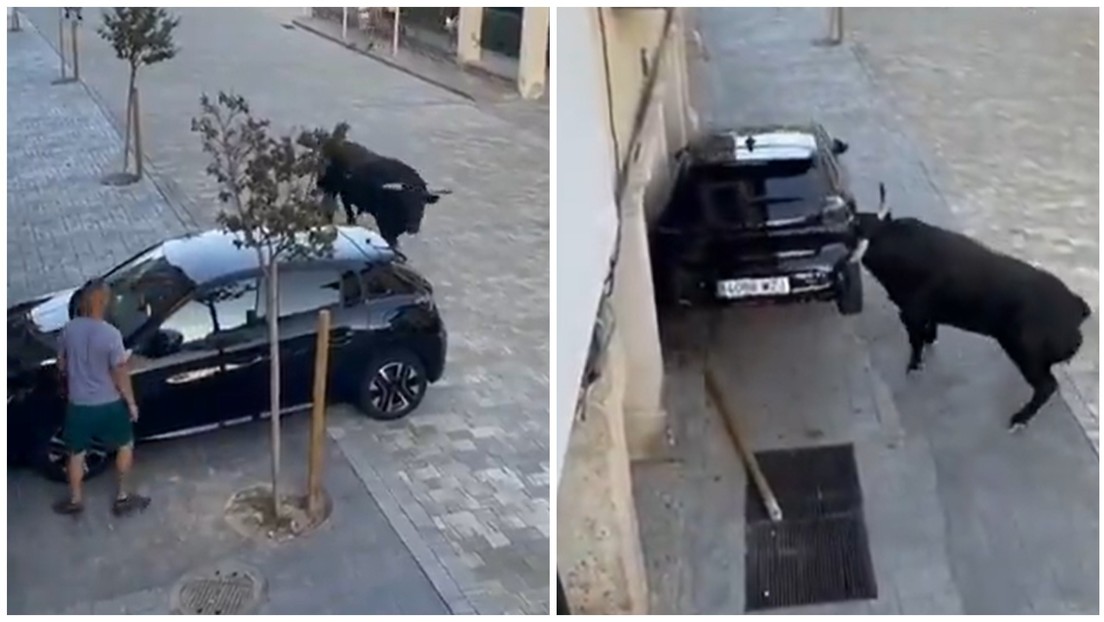 Toro enojado vs. coche: Duelo feroz en plena calle en España (VIDEO)