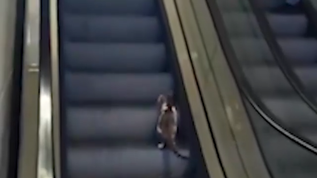 VIDEO: Transeúnte ayuda a gato que eligió la escalera mecánica equivocada
