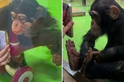 Prohíben ver 'reels' a un chimpancé por esta razón