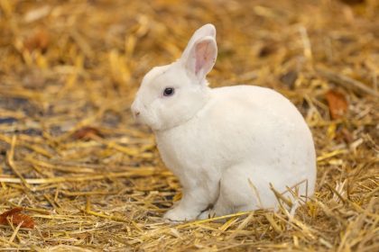 Un conejo cambia de color tras vivir varios años con un fumador