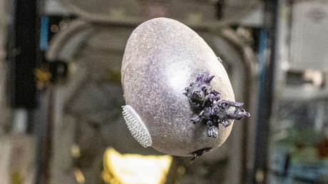 Un astronauta comparte una extraña foto de su cosecha desde el espacio