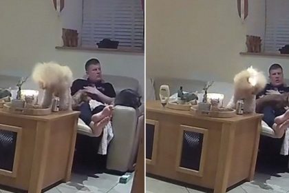 VIDEO: Perro se prende fuego con una vela días antes de asistir a una exposición