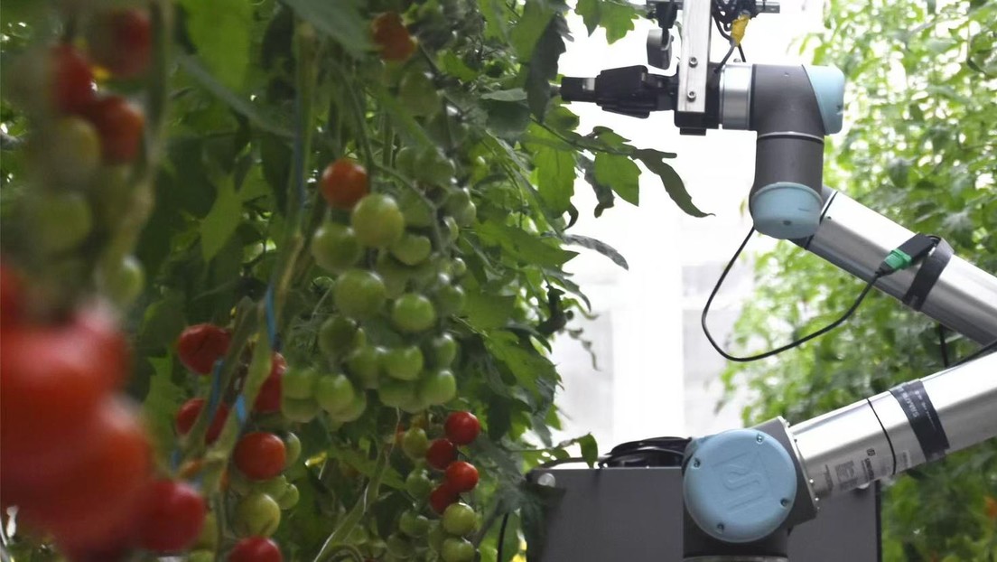 VIDEO: El robot chino que podría cambiar la agricultura a nivel mundial
