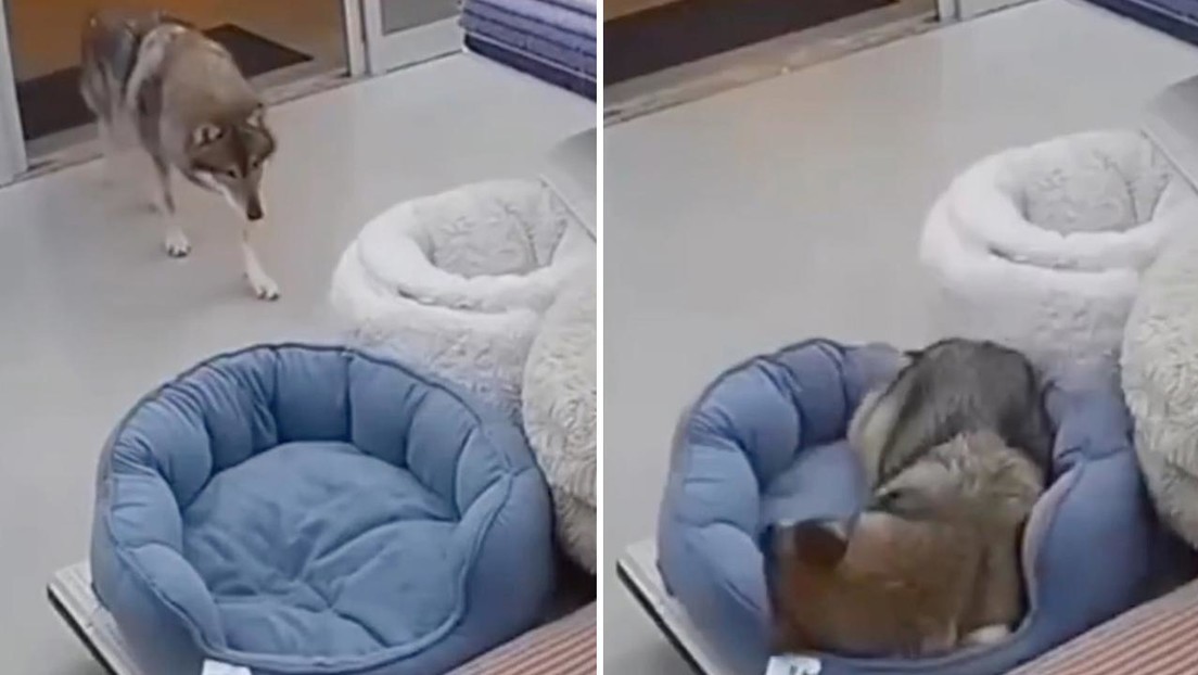 VIDEO: Un lobo entra a una tienda y se lleva un cojín para mascotas… pero algo no cuadra