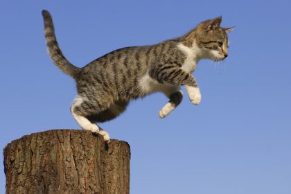 Gato rebelde que cruza ilegalmente la frontera entre Canadá y EE.UU. se convierte en leyenda local