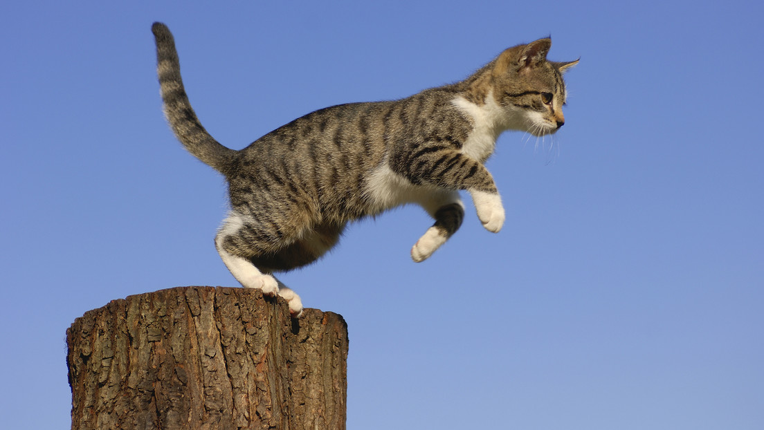 Gato rebelde que cruza ilegalmente la frontera entre Canadá y EE.UU. se convierte en leyenda local