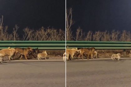 Perros escapan de ladrones ligados a comercio de carne canina y caminan más de 17 km a casa (VIDEO)