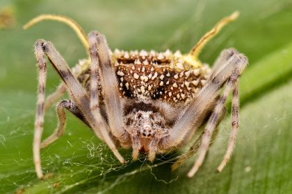 Como sacada de 'The Last of Us': descubren araña que imita 'hongo zombi' para atacar a sus presas