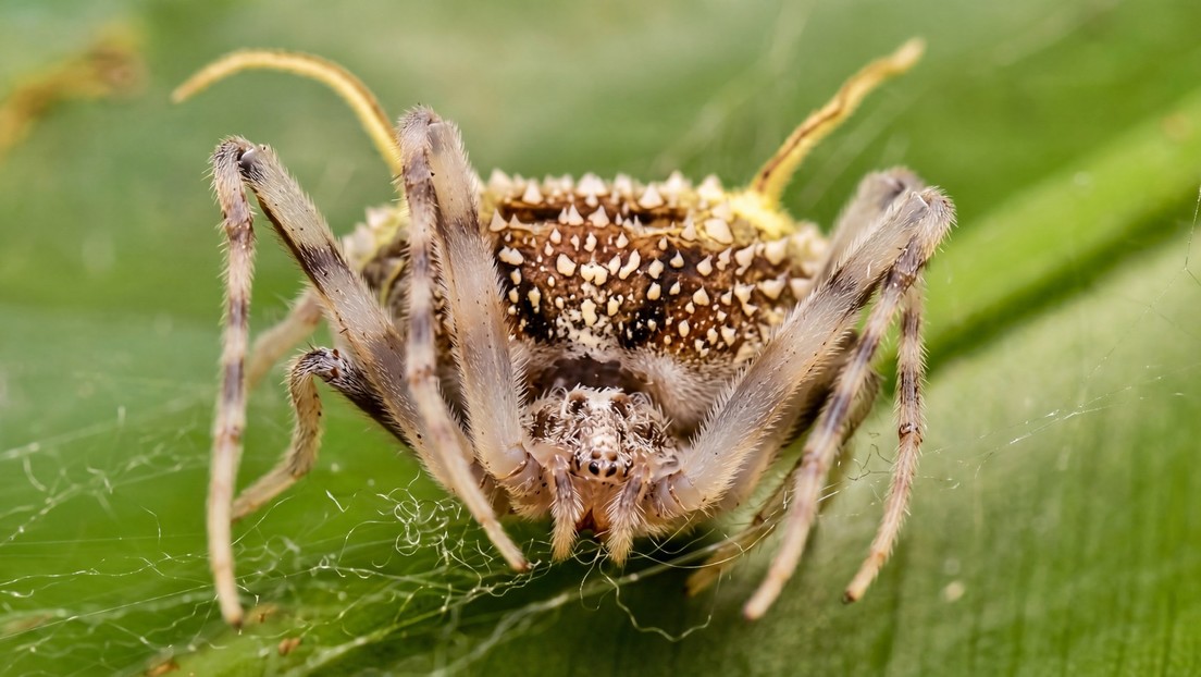 Como sacada de 'The Last of Us': descubren araña que imita 'hongo zombi' para atacar a sus presas