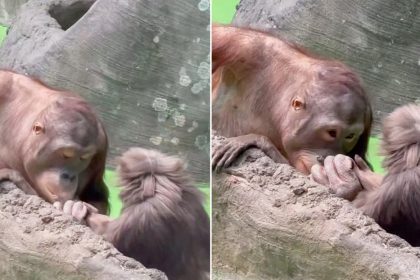 VIDEO: El tierno gesto de un mono que roba corazones