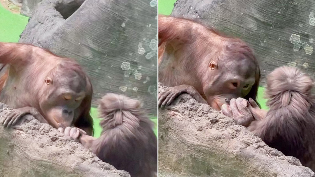 VIDEO: El tierno gesto de un mono que roba corazones