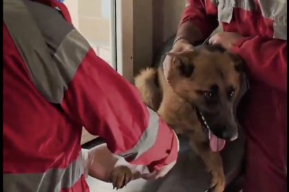 Veterinarios curan las heridas de un heroico perro de rescate iraní (VIDEO)