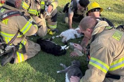 VIDEO: Bomberos reaniman y salvan a 4 gatos tras sacarlos inconscientes de un incendio