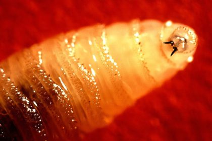 Una mosca carnívora se acerca a la frontera sur de EE.UU.