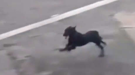 VIDEO: Un cachorro cruza la pista de aterrizaje y causa suspensión de vuelos en Sao Paulo