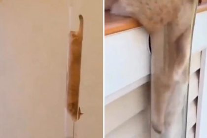 ¿Habilidad o IA?: Satisfactorios videos de gatos 'líquidos' deslizándose por tuberías