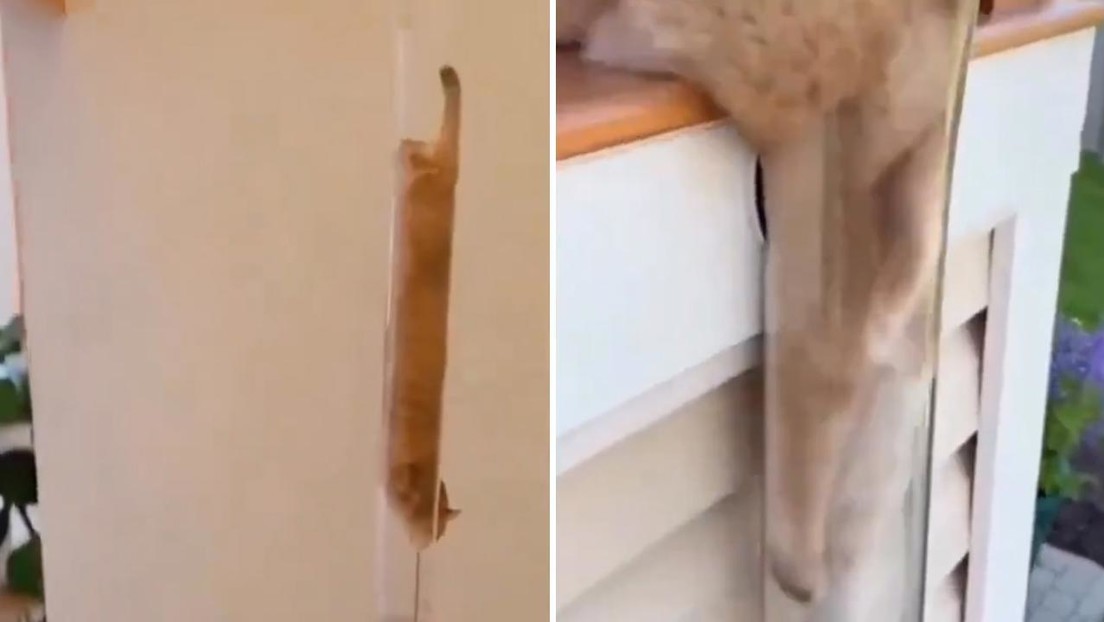 ¿Habilidad o IA?: Satisfactorios videos de gatos 'líquidos' deslizándose por tuberías