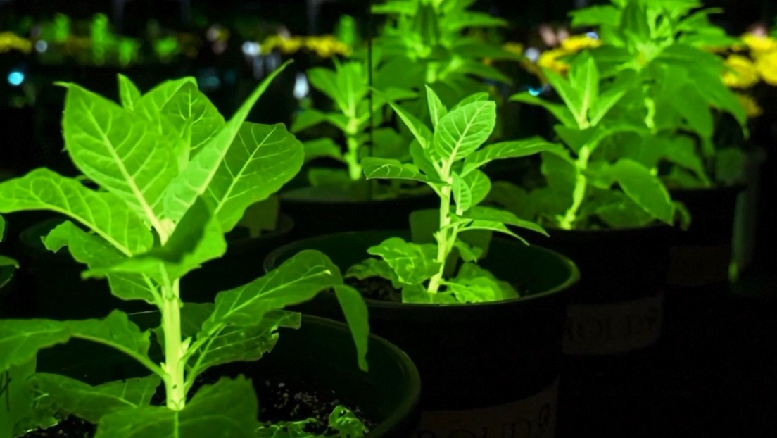 Crean plantas brillantes que podrían sustituir las farolas