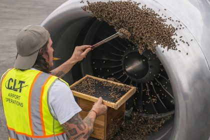 VIDEO: Miles de abejas obligan a retrasar el despegue de un avión