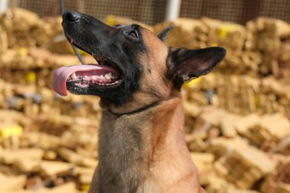 Un pastor belga hace el hallazgo más grande de marihuana en una favela de Brasil