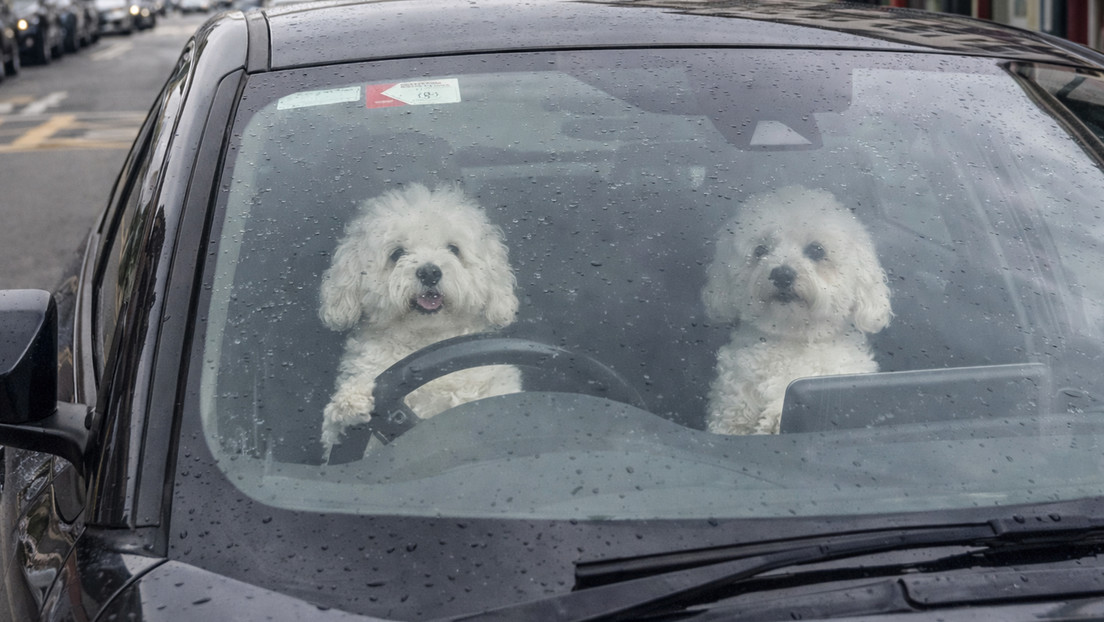 VIDEO: Lo que pasa cuando los dueños dejan a sus mascotas en el coche