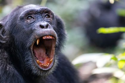 ¿No solo humanos?: documentan la primera 'guerra civil' entre chimpancés