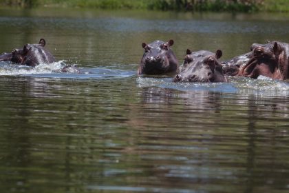 La drástica decisión que tomó el Gobierno de Colombia con los hipopótamos de Pablo Escobar