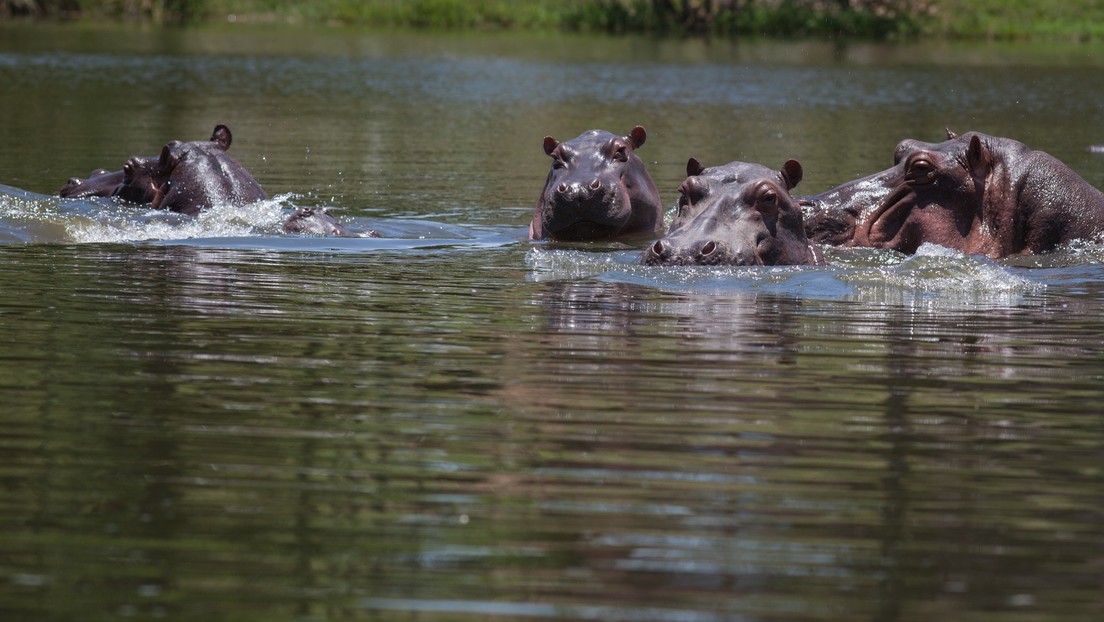 La drástica decisión que tomó el Gobierno de Colombia con los hipopótamos de Pablo Escobar