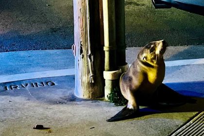 TIERNO VIDEO: Cría de león marino entra en una calle transitada y despliegan Policía para rescatarla