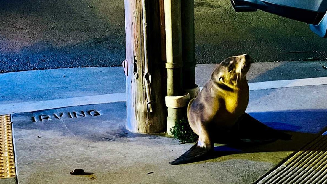 TIERNO VIDEO: Cría de león marino entra en una calle transitada y despliegan Policía para rescatarla