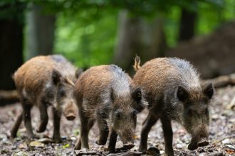 Alemania sacrificó en un año casi 3.000 jabalíes por ser 'radioactivos'
