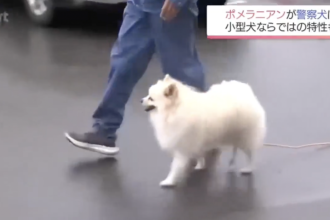 Esta adorable y esponjosa raza de perro entró por primera vez al servicio de la Policía