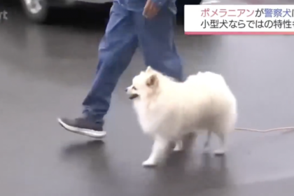 Esta adorable y esponjosa raza de perro entró por primera vez al servicio de la Policía