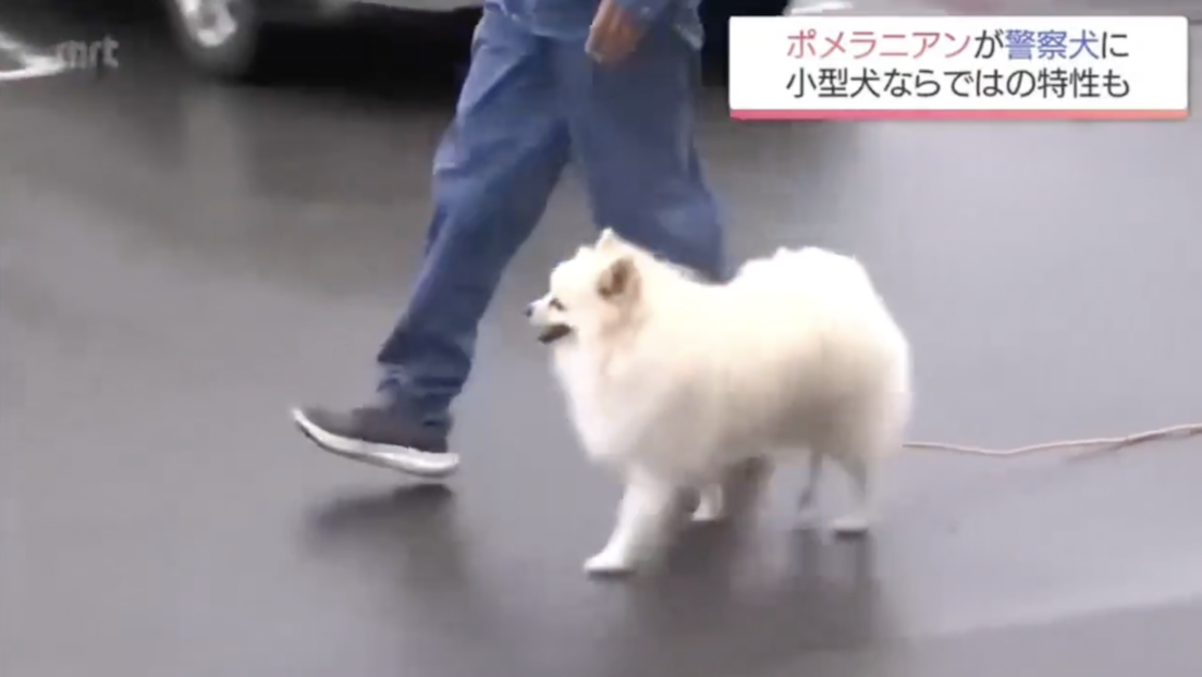 Esta adorable y esponjosa raza de perro entró por primera vez al servicio de la Policía