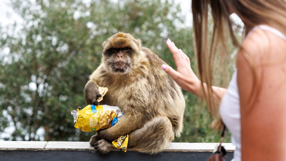 El curioso 'remedio casero' de los macacos de Gibraltar para sobrevivir a la comida chatarra de los turistas