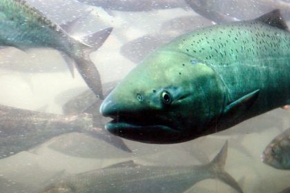 Un equipo de científicos implantó cocaína a salmones: ¿para qué?