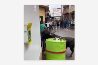Hombre muere tras ser corneado por un toro en España (FUERTE VIDEO)