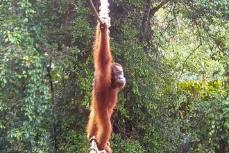 Graban por primera vez "un momento histórico" con un orangután de Sumatra (VIDEO)