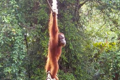 Graban por primera vez "un momento histórico" con un orangután de Sumatra (VIDEO)